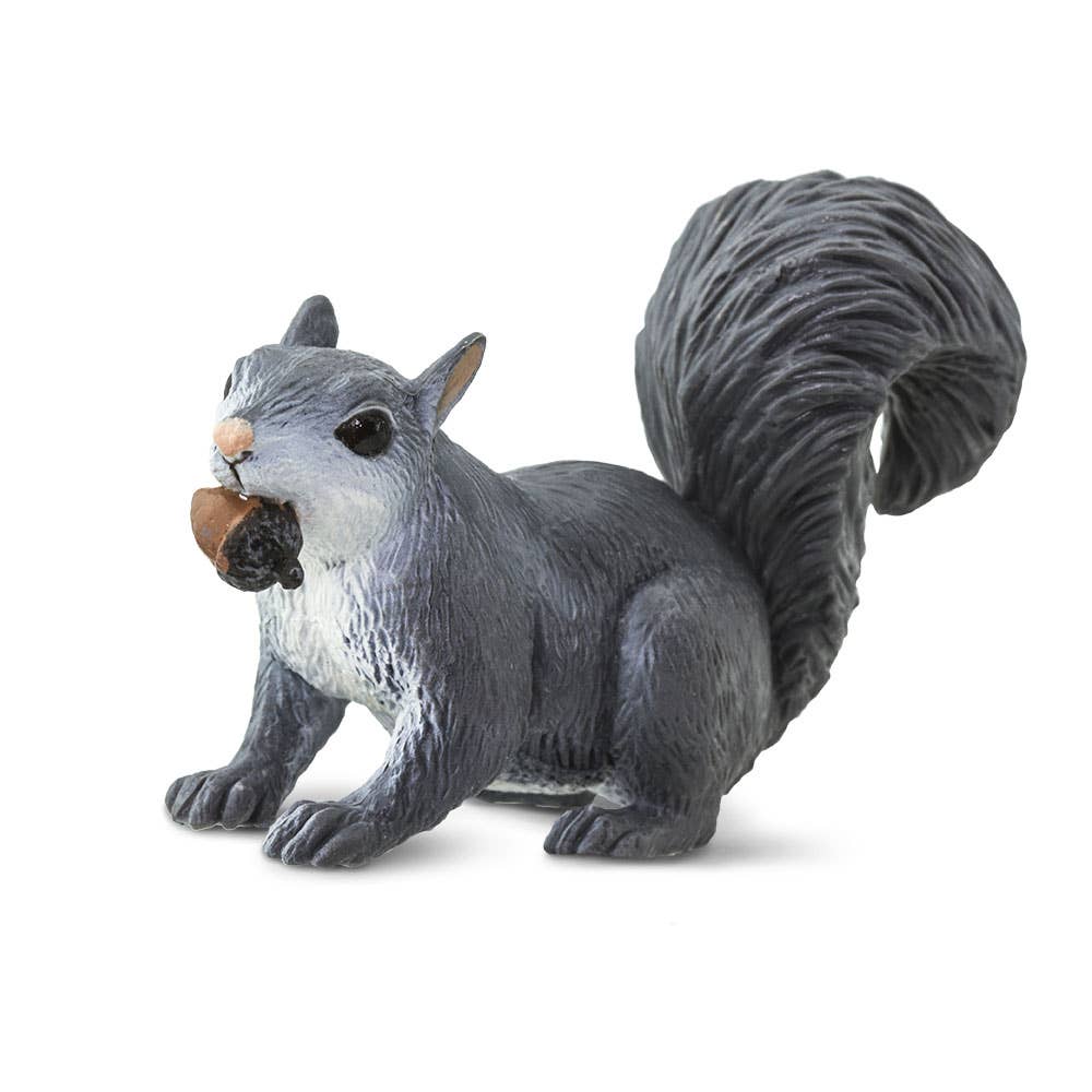 Gray Squirrel - 296129