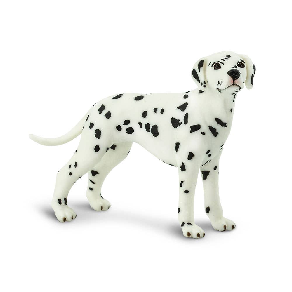 Dalmatian - 239529