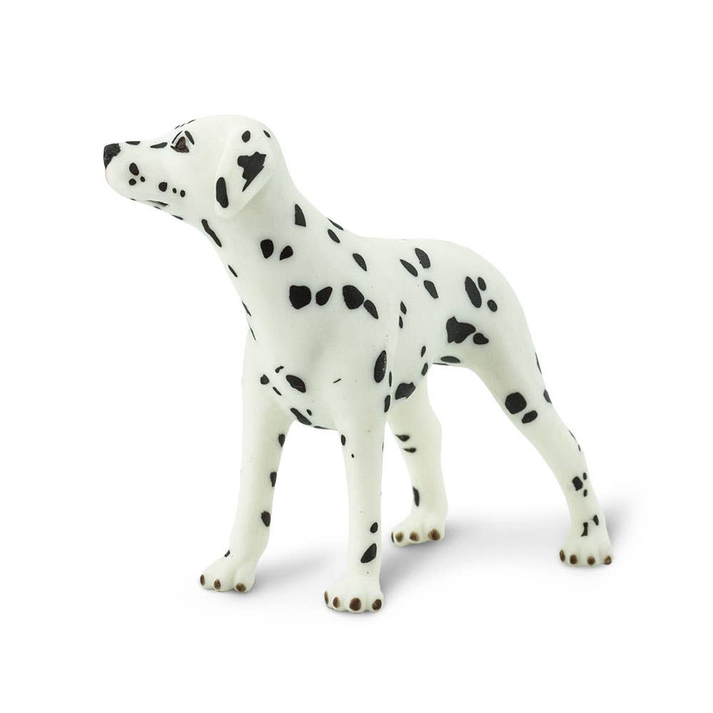 Dalmatian - 239529