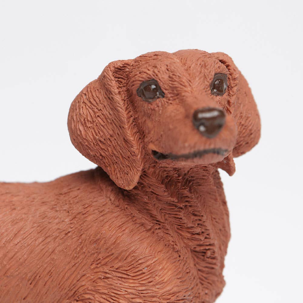 Dachshund - 251529