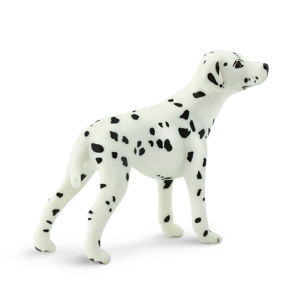Dalmatian - 239529