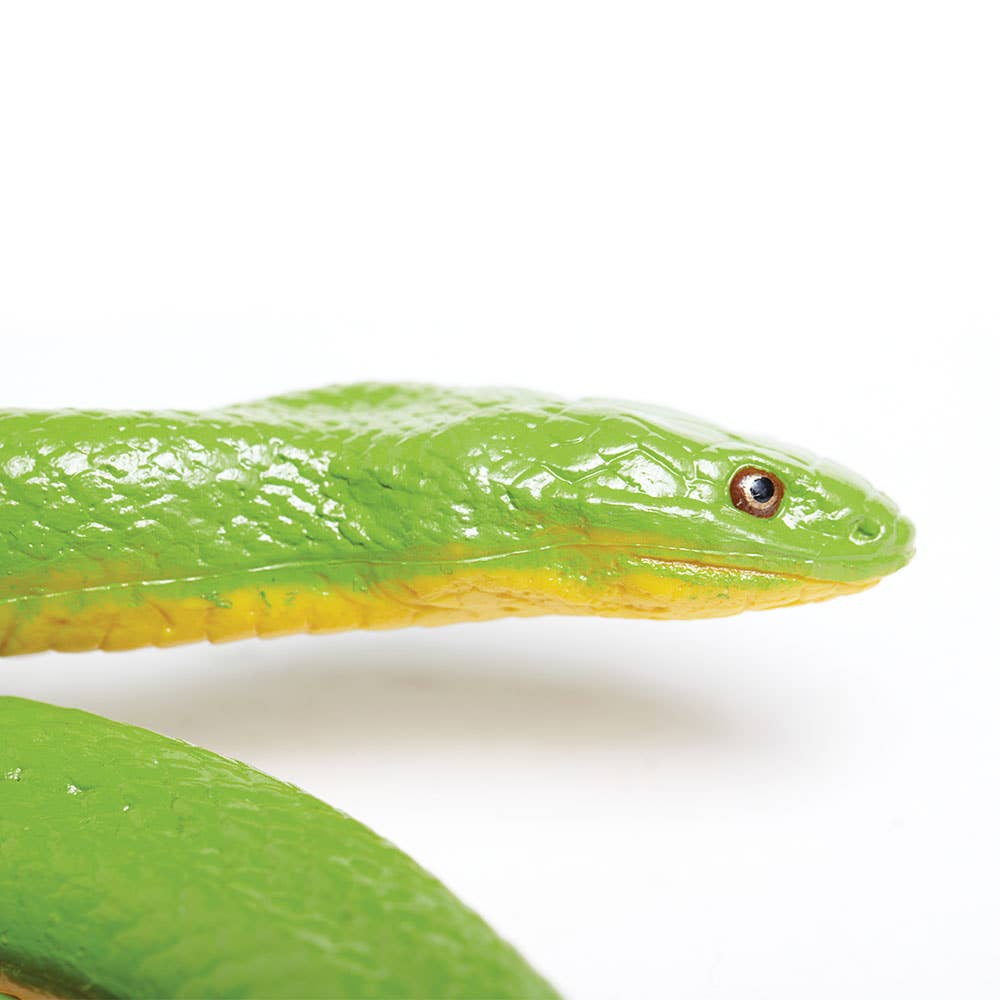 Rough Green Snake - 257729