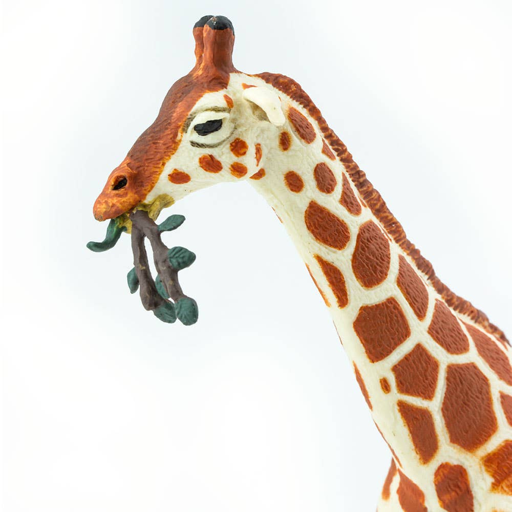 Reticulated Giraffe - 268429