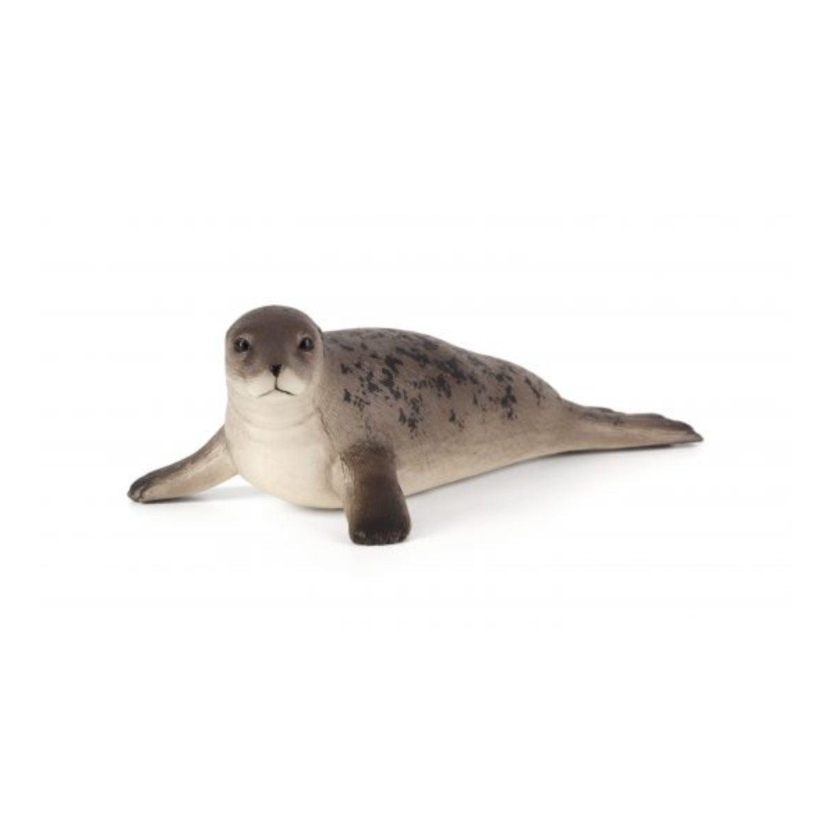 Grey Seal