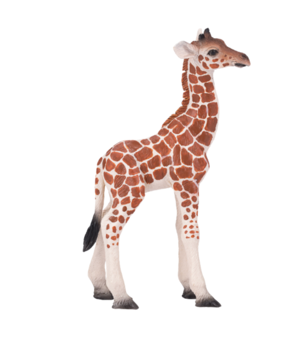 Giraffe Calf