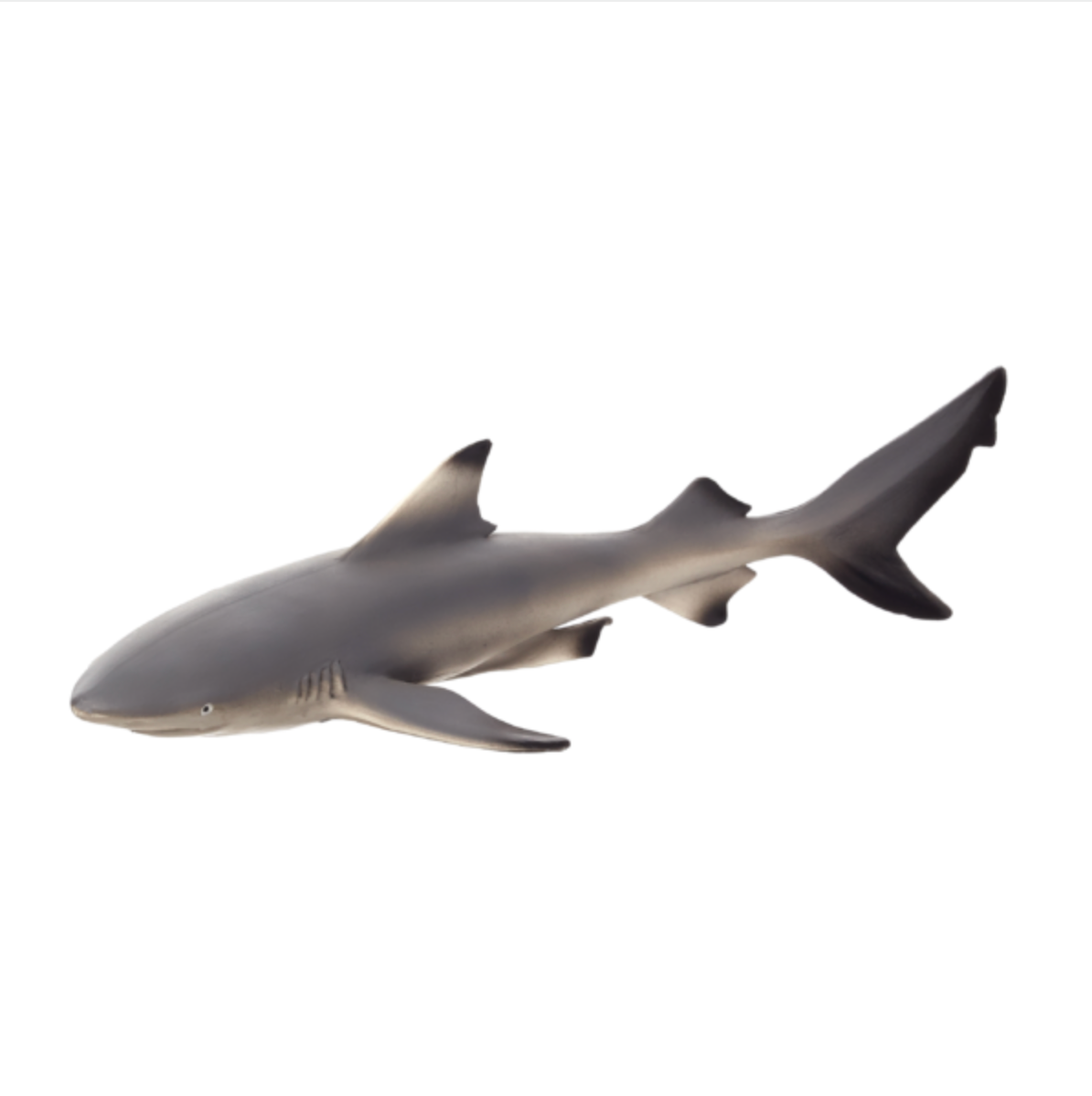 Blacktip Reef Shark