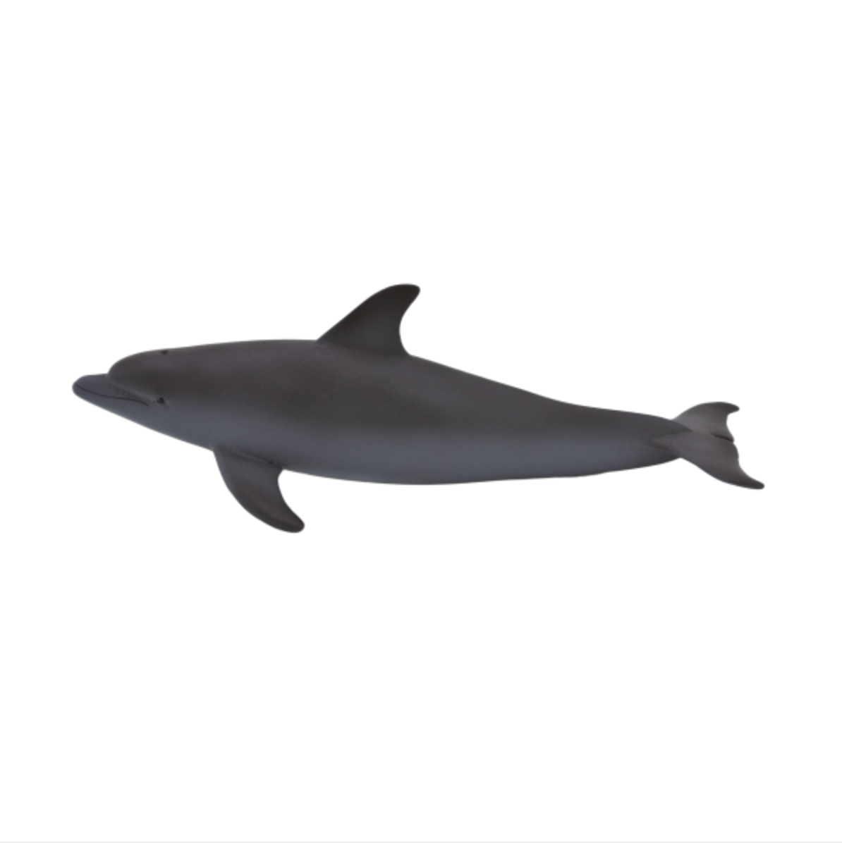 Bottle Nose Dolphin