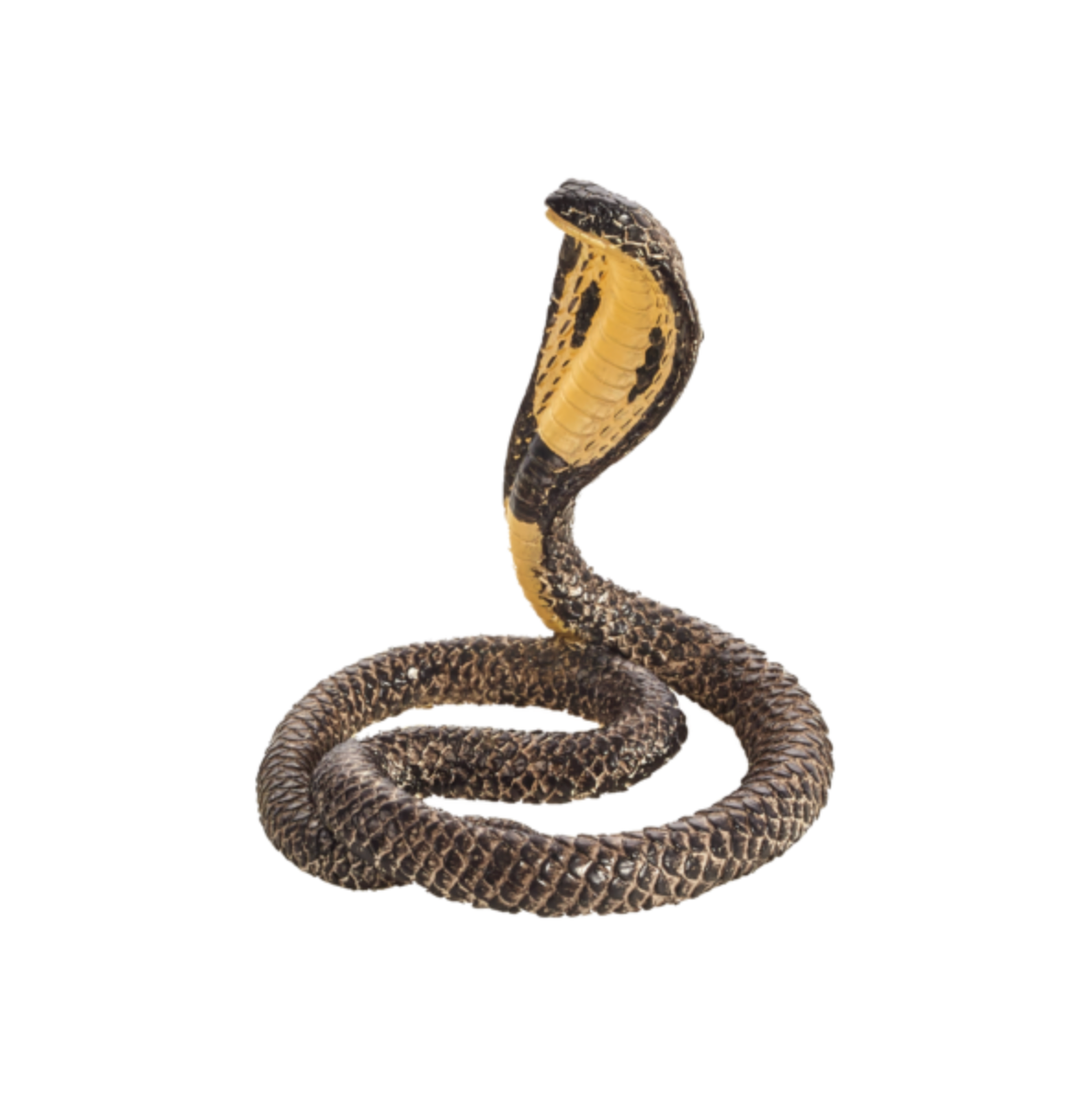 King Cobra