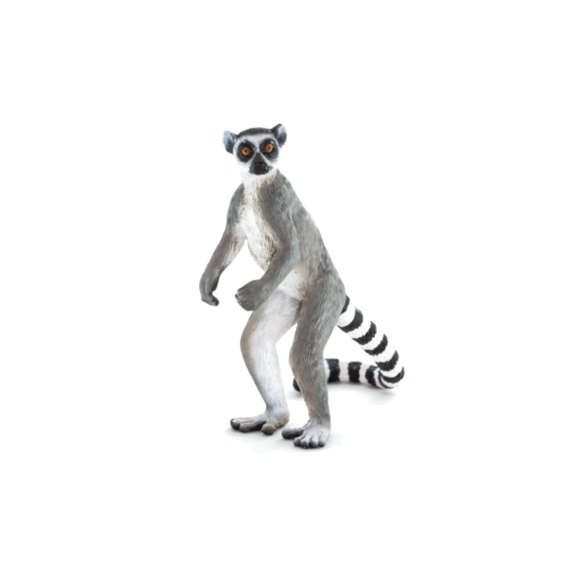 Ringtail Lemur