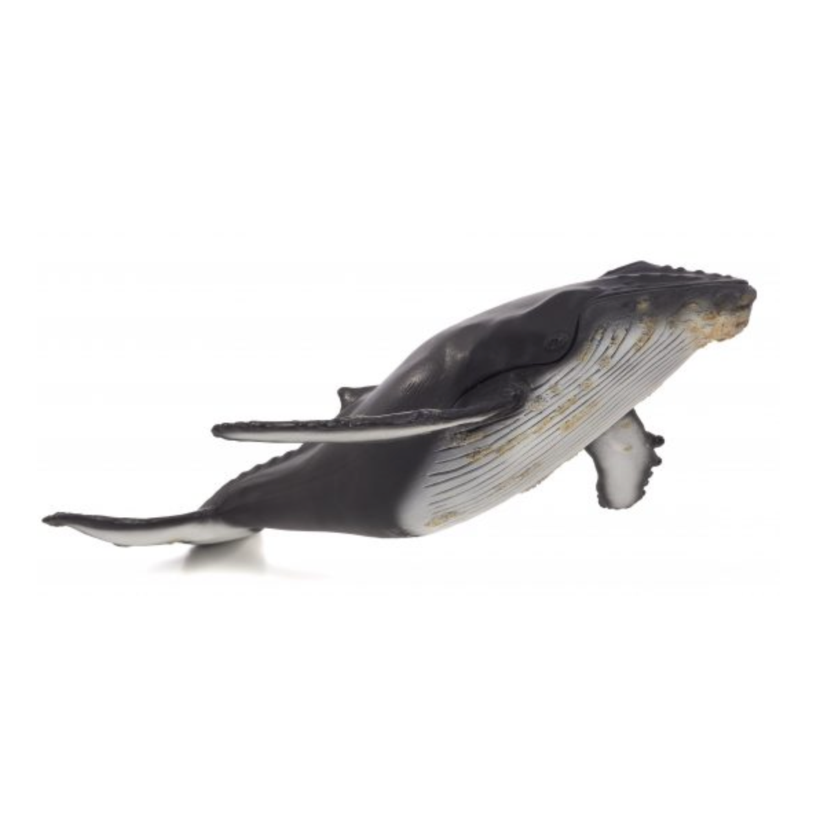 Humpback whale Large