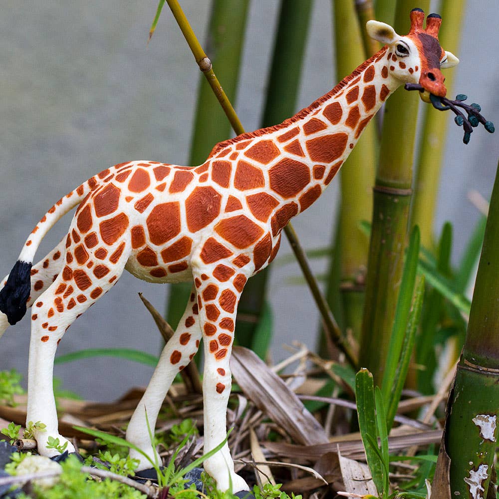 Reticulated Giraffe - 268429