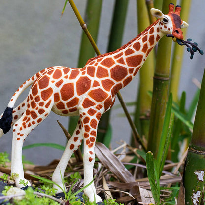 Reticulated Giraffe - 268429