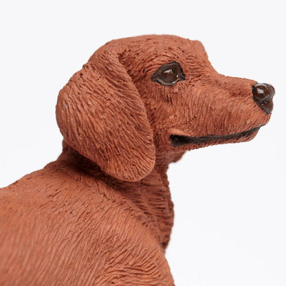 Dachshund - 251529