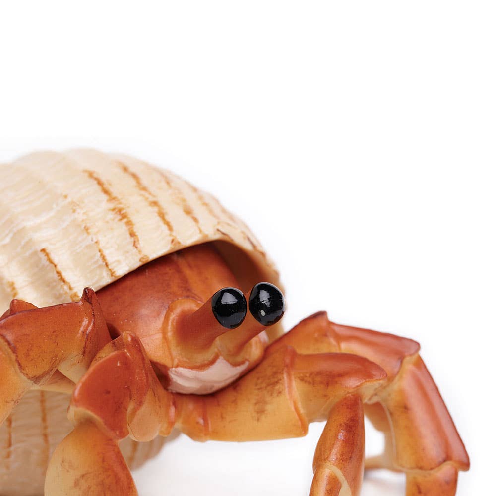 Hermit Crab - 267529