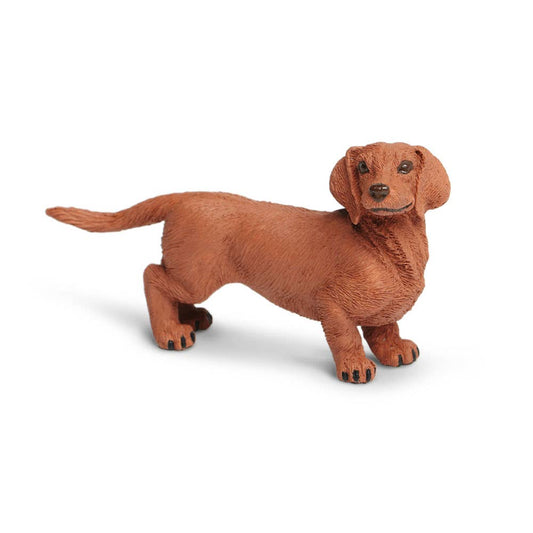 Dachshund - 251529