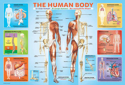 The Human Body
