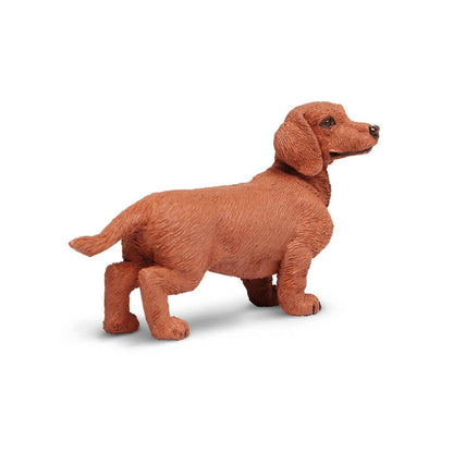 Dachshund - 251529