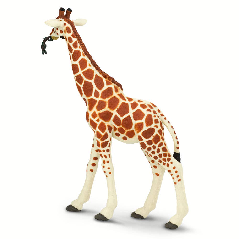 Reticulated Giraffe - 268429