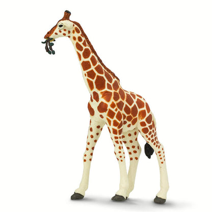 Reticulated Giraffe - 268429