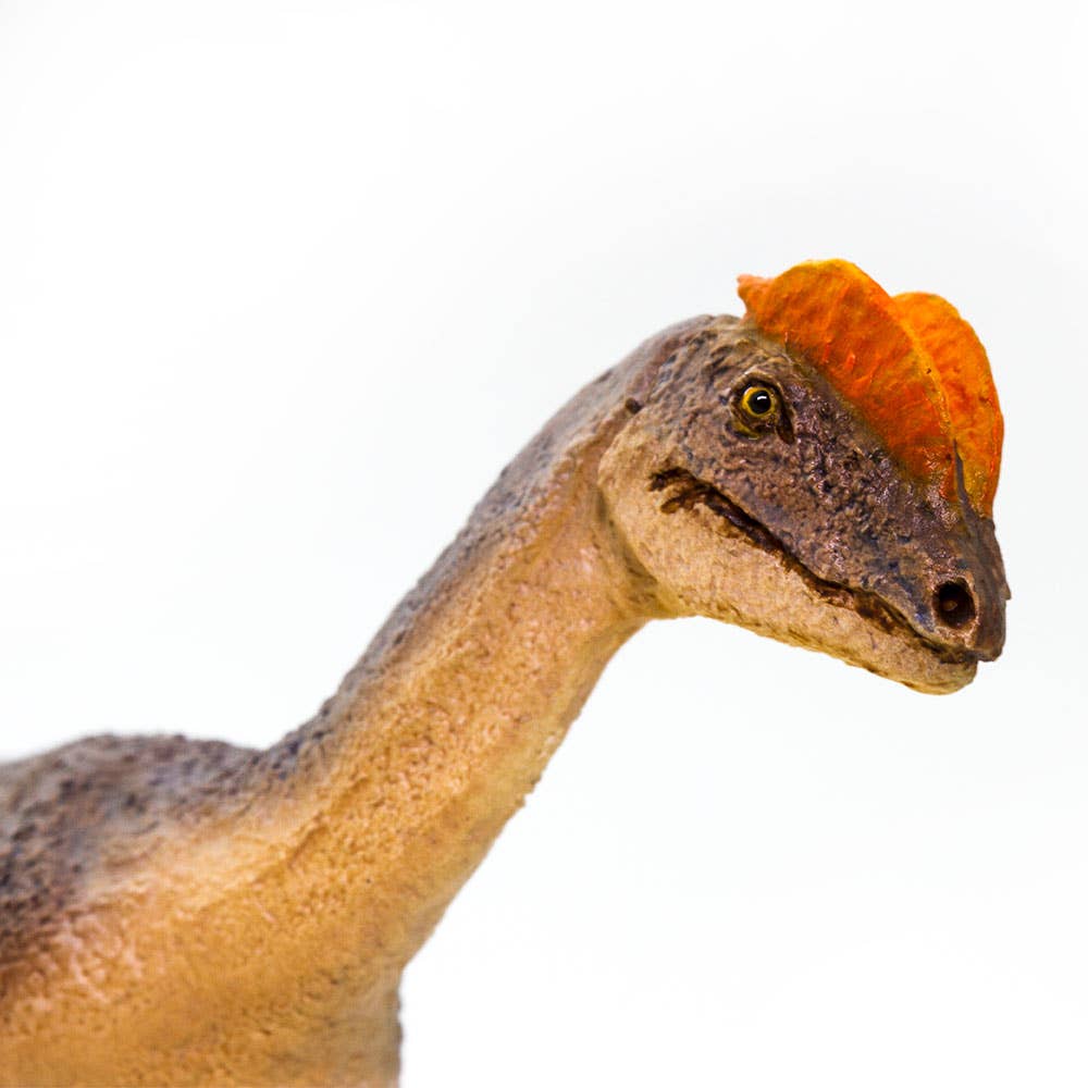 Dilophosaurus - 100508