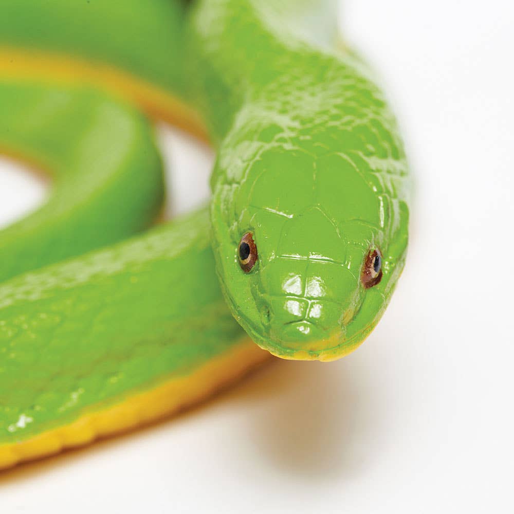 Rough Green Snake - 257729