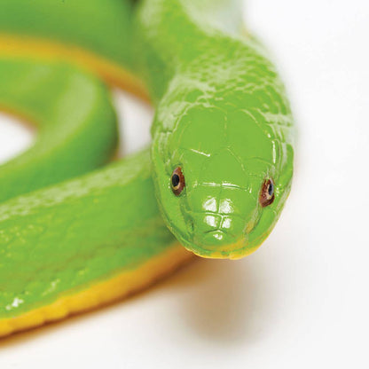 Rough Green Snake - 257729