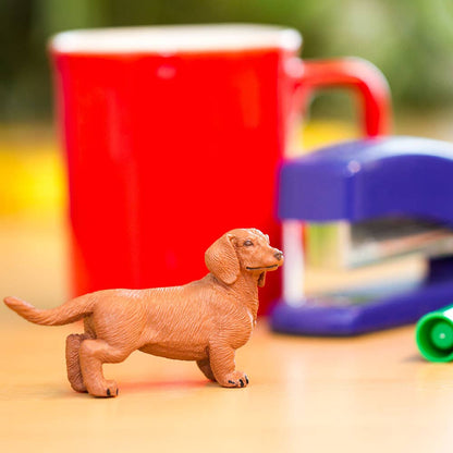 Dachshund - 251529