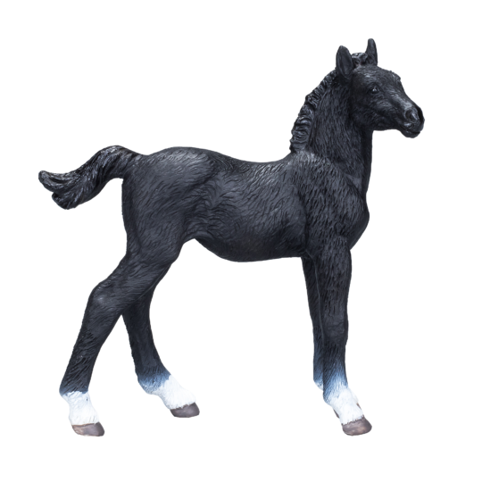 Hanoverian Foal Black