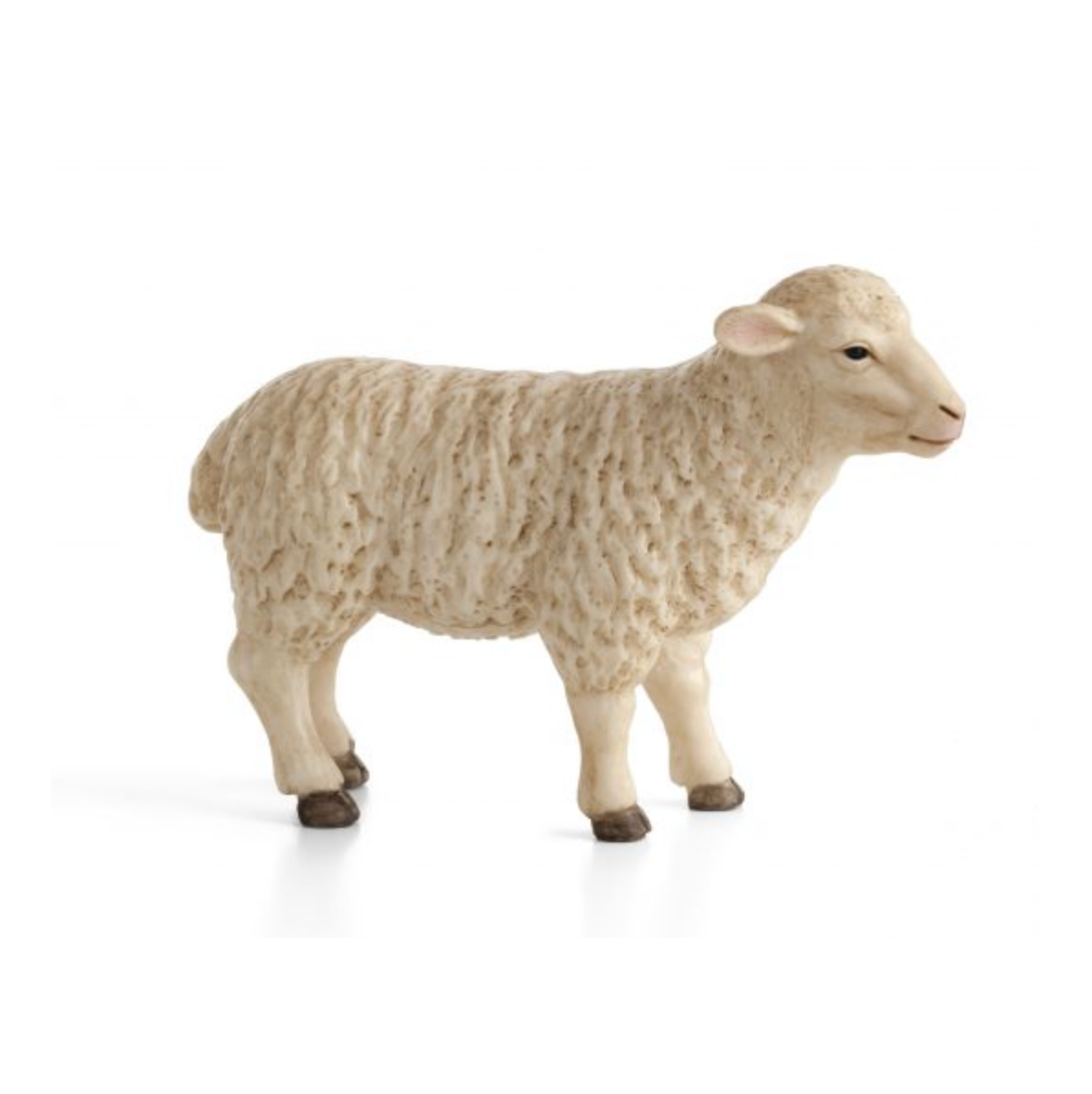 Sheep (ewe)