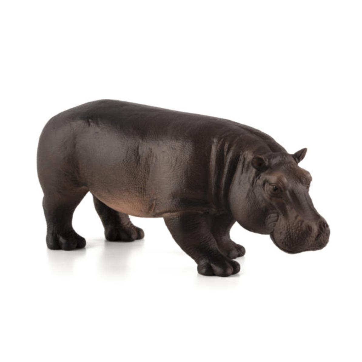 Hippopotamus Female